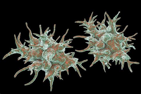  Acanthamoeba! A Tiny Amoeboid Mastermind Living in Your Backyard Pond