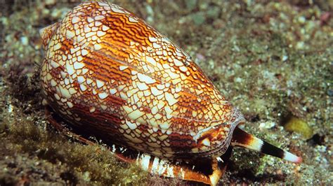  Cone Snail! A Mollusk With a Venomous Sting and a Fascinating Hunting Technique