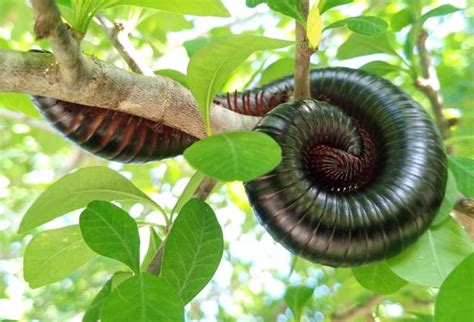  Eucratodes! A Multi-Legged Marvel That Makes Millipedes Look Like Amateurs