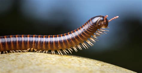  Geophile! A Look at the Remarkable Myriapod Who Loves Dirt and Darkness