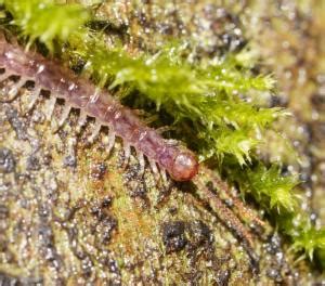  Lithobiidae: Bir Gece Canavarıyla Tanışın ve Toprakta Sürünün Gizemini Keşfedin!