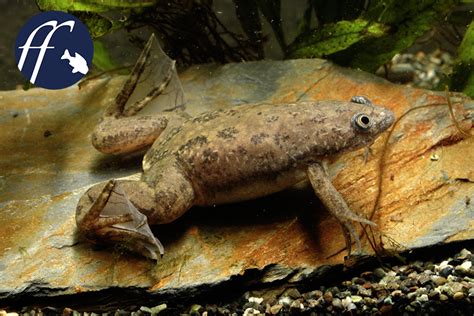  Xenopus: Bu Kalıplaşmış Kurbağaların Küçük Şaşırtıcı Dünyası!