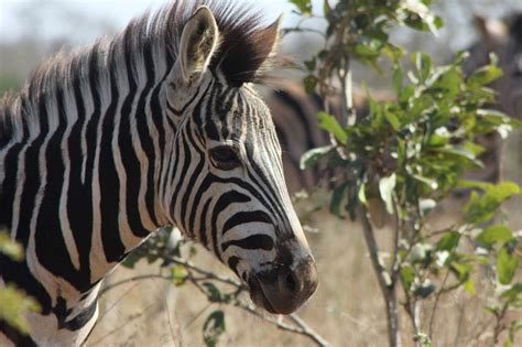  Zebra: Bu Çizgili Memeli Hayvanın Gizemli Dünyasını Keşfedin!