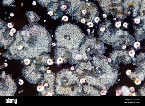  Bryozoa Üzerinde Düşünenler İçin Bir İpucu: Denizaltı Kolonileri Oluşturan Küçük Salyangozlar