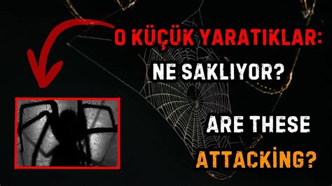  Haustellata!  Bu Gizemli Örümcek Gibi Solucanı Tanıyın: