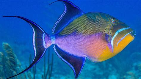  Queen Triggerfish: Can This Regal Reef Dweller Master the Art of Mimicry?