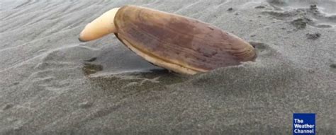  Razor Clam: Can This Burrowing Bivalve Be Considered a Master Escape Artist?