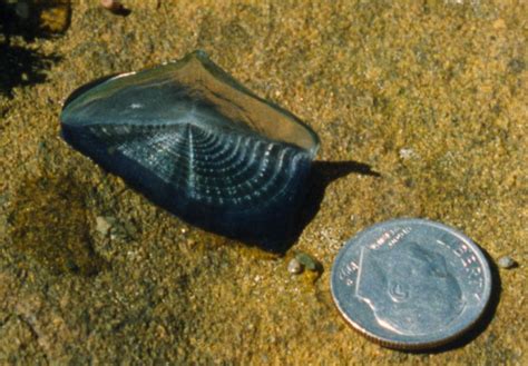  Velella velella: Bu şeffaf deniz canlısı bir sal gibi mi yoksa bir denizanası gibi mi hareket ediyor?