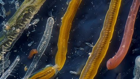  Virginia Nematodes: Can These Tiny Creatures Really Be Masters of Deception?