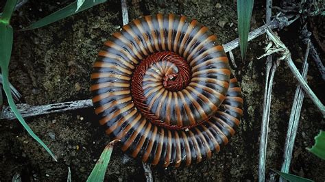  Woody Millipedes: Exploring the World of These Gentle Giants with Thousands of Legs!