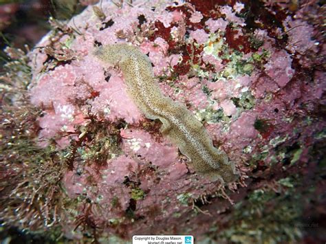  Yellow-Spotted Polyclad! A Master of Disguise That Thrives on Marine Sediment